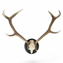 Antlers/horns: Set of Elk (Cervus Canadensis) antlers upon partial skull, mounted upon an ...