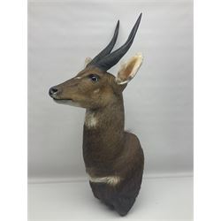 Taxidermy: Cape Bushbuck (Tragelaphus sylvaticus), an adult shoulder mount looking straight ahead, H80cm