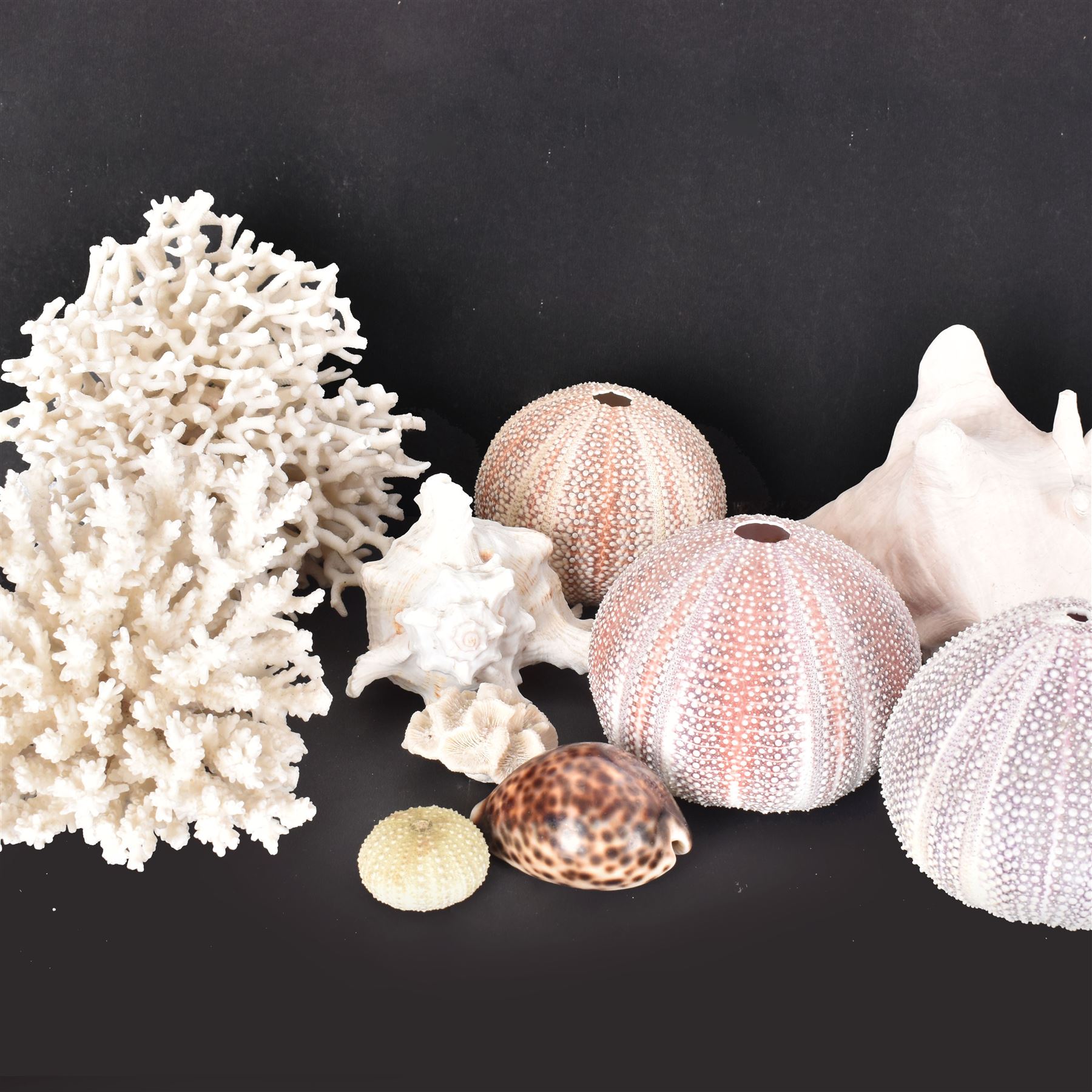 Conchology: two large pieces of coral, three sea urchin shells, conch shells, and others 