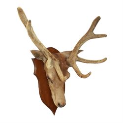 Taxidermy; Red Deer (Cervus elaphus), adult male, the antlers 'in velvet', upon a wooden shield, H85cm