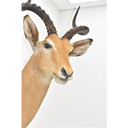 Taxidermy: Common impala (Aepyceros melampus) male, high quality shoulder mount looking to the right, H90cm