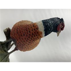 Border Fine Arts Game Birds figure, modelled as a Pheasant, A0659 by Russell Willis, H26cm