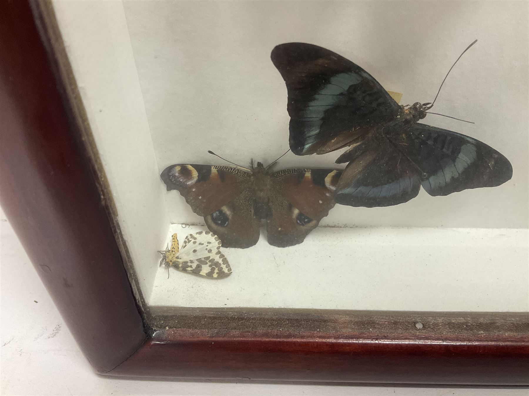 Entomology: Single glazed display of butterflies and moths, single glazed display containing twenty four specimens, including Papilip nireus, Papioio protenor, Morpho rhentenor, Vindula dejone etc, enclosed within a glazed entomology case, H50cm, W61cm