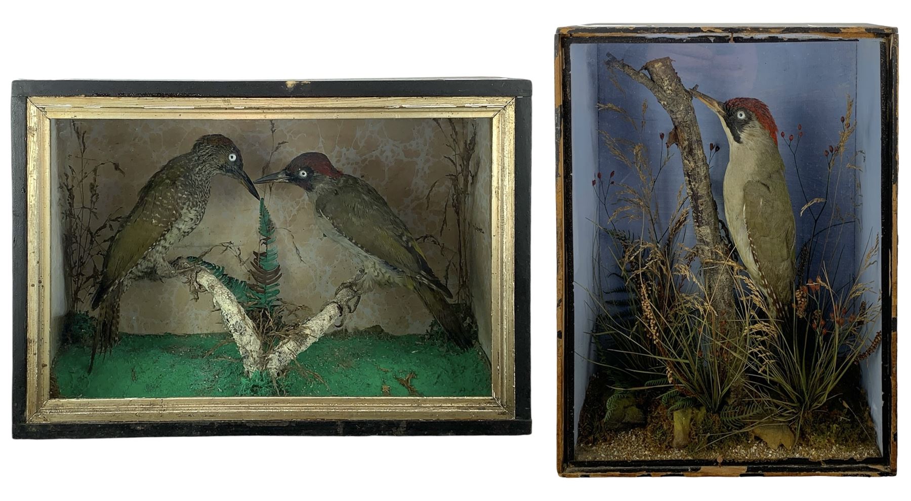 Taxidermy: Cased pair of green woodpeckers, Picus viridis and a single green woodpecker, full mounts on naturalistic branch bases with painted back boards, in ebonised cases. H31cm, W45cm, D17.5cm and H36cm, W28cm, D13.5cm (2)