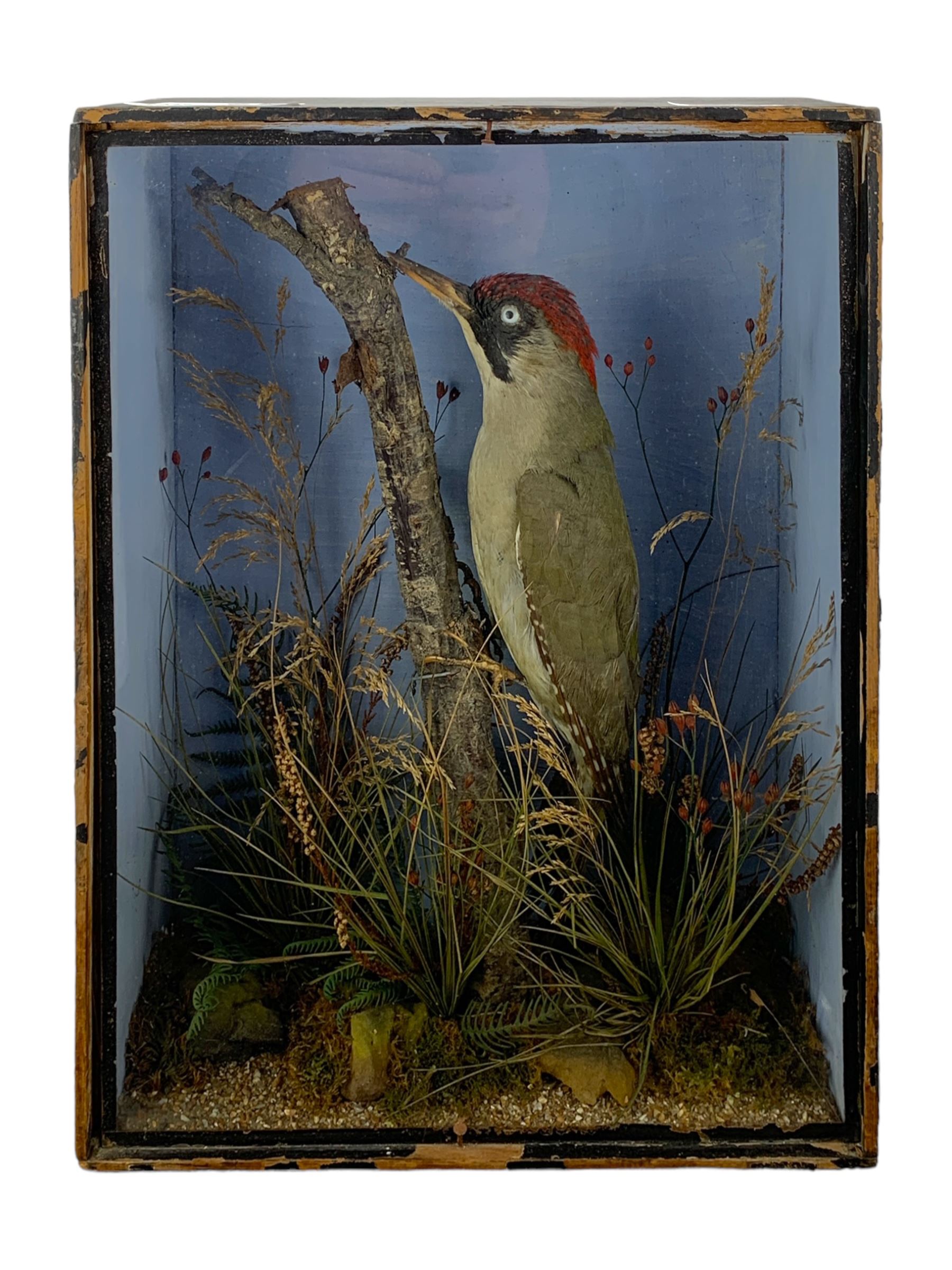 Taxidermy: Cased pair of green woodpeckers, Picus viridis and a single green woodpecker, full mounts on naturalistic branch bases with painted back boards, in ebonised cases. H31cm, W45cm, D17.5cm and H36cm, W28cm, D13.5cm (2)