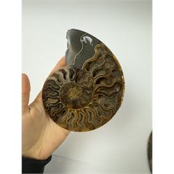 Pair of Cleoniceras ammonite fossil slices, with polished finish, age: Cretaceous period, location: Madagascar, D14cm