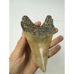 Large Megalodon (Otodus Megalodon) tooth fossil, with fine serrations, age; Miocene period location; Java, Indonisia, H13cm, W9cm 
Notes; Believed to have grown as large as 18 metres, the Megalodon was the largest shark and one of the most dominant marine predators ever to have existed. It roamed the ancient seas for around 20 million years until their extinction around 3.6 million years ago. Megalodon teeth vary in colour and ton. influenced and coloured over the millennia by the conditions in which they are preserved