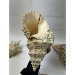 Conchology: collection of shells including Triton, Conch, abalone etc