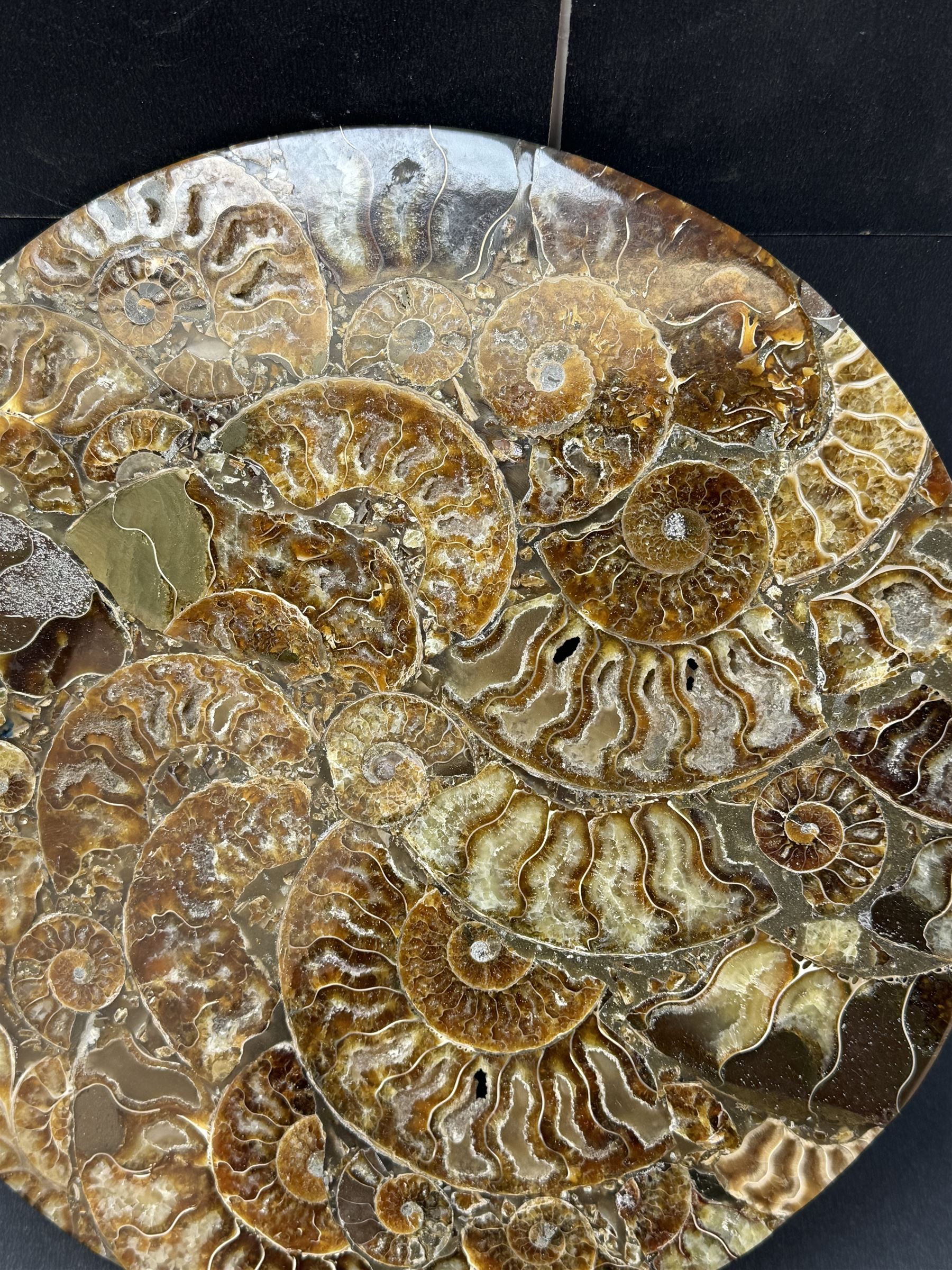 Polished ammonite plate, formed of individual ammonites age; Jurassic period, D27cm