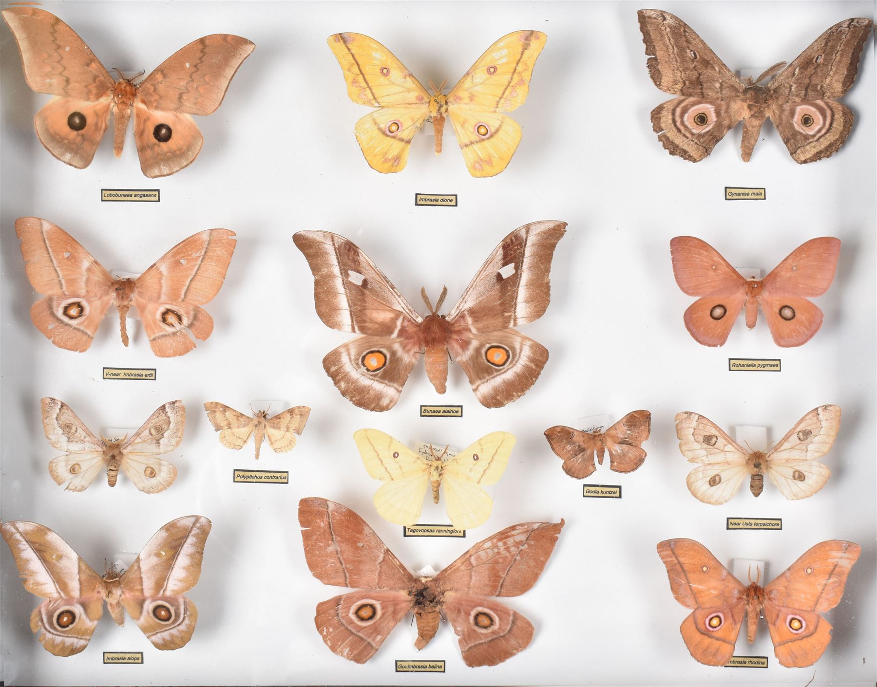 Entomology: Single glazed display of African Saturniidae (Emperors) moths, circa 20th century, single glazed display containing fourteen various specimens, some with attached data labels, all pinned upon foam backing and named labels, enclosed within a glazed ebonised display case, H39cm, L50cm