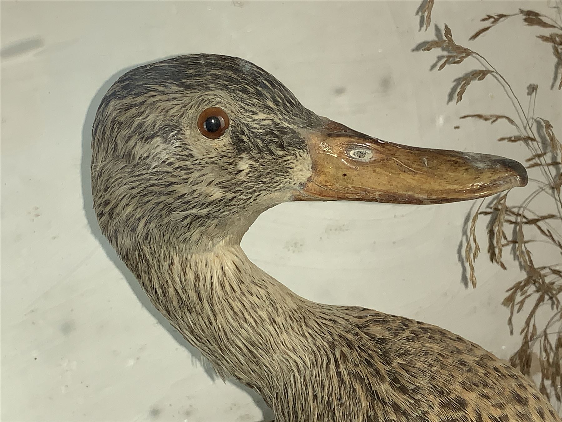 Taxidermy: Cased Moorhen (Gallinula chloropus) and female Mallard Duck (Anas platyrhynchos) and a cased group of British garden birds including Blue Tit, Coal Tit, Great Tit and Long Tailed Tit, both perched on naturalistic bases with painted back boards, in ebonised cases. H42cm, W56cm, D20cm and H46cm, W30cm, D12.5cm (2)