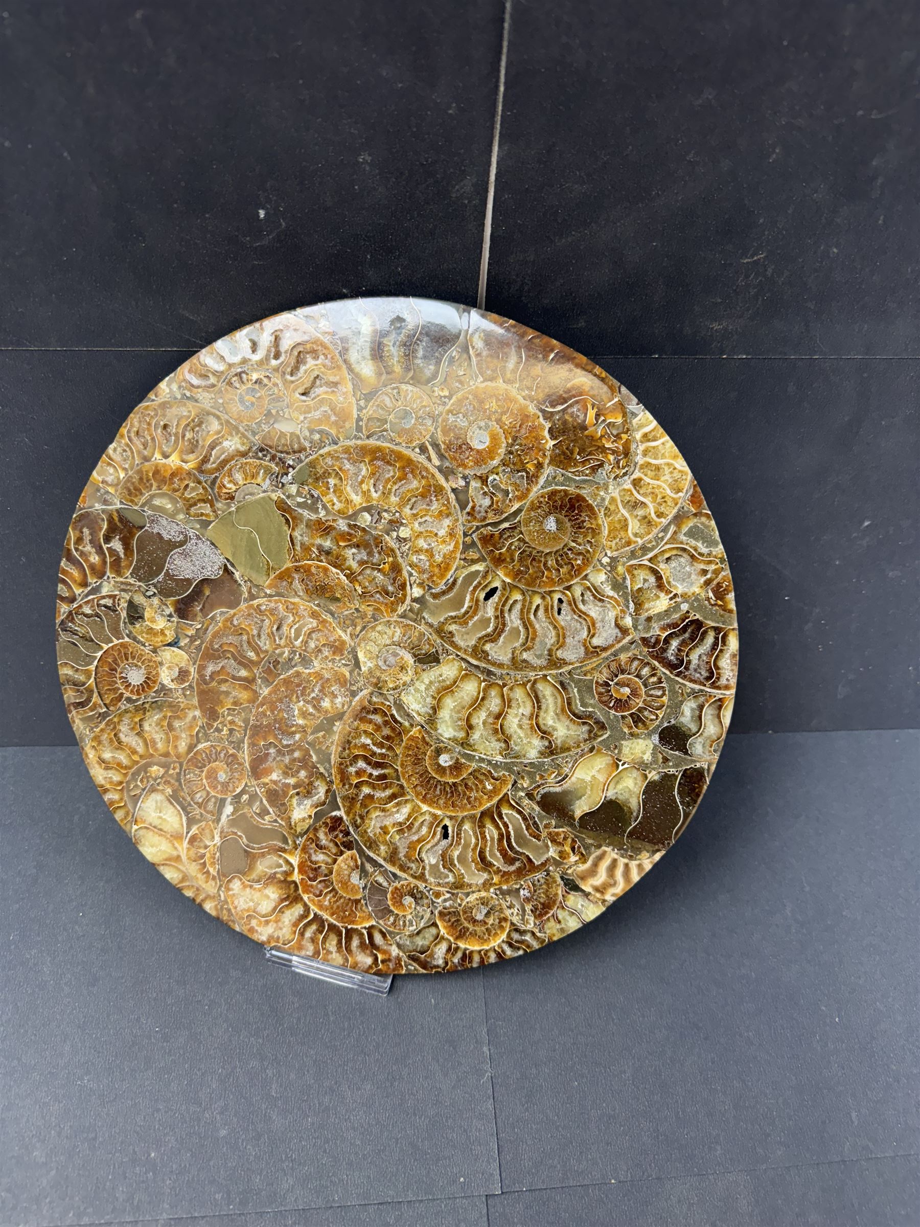 Polished ammonite plate, formed of individual ammonites age; Jurassic period, D27cm