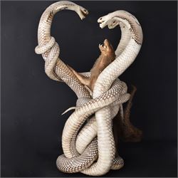 Taxidermy; Mongoose (Herpestidae) fighting three Indian cobras (Naja naja), the cobras ent...