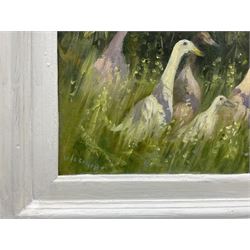 Iris Collett (British 1938-): Seven Geese, oil on board signed 19cm x 39cm