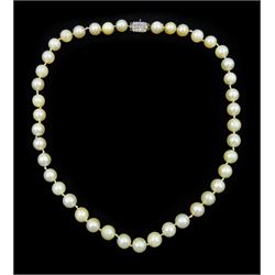 Single strand cream / white pearl necklace, with platinum old cut diamond clasp