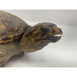 Taxidermy: Hawksbill Sea Turtle (Eretmochelys imbricata), juvenile full mount, beak to shell base, 40cm