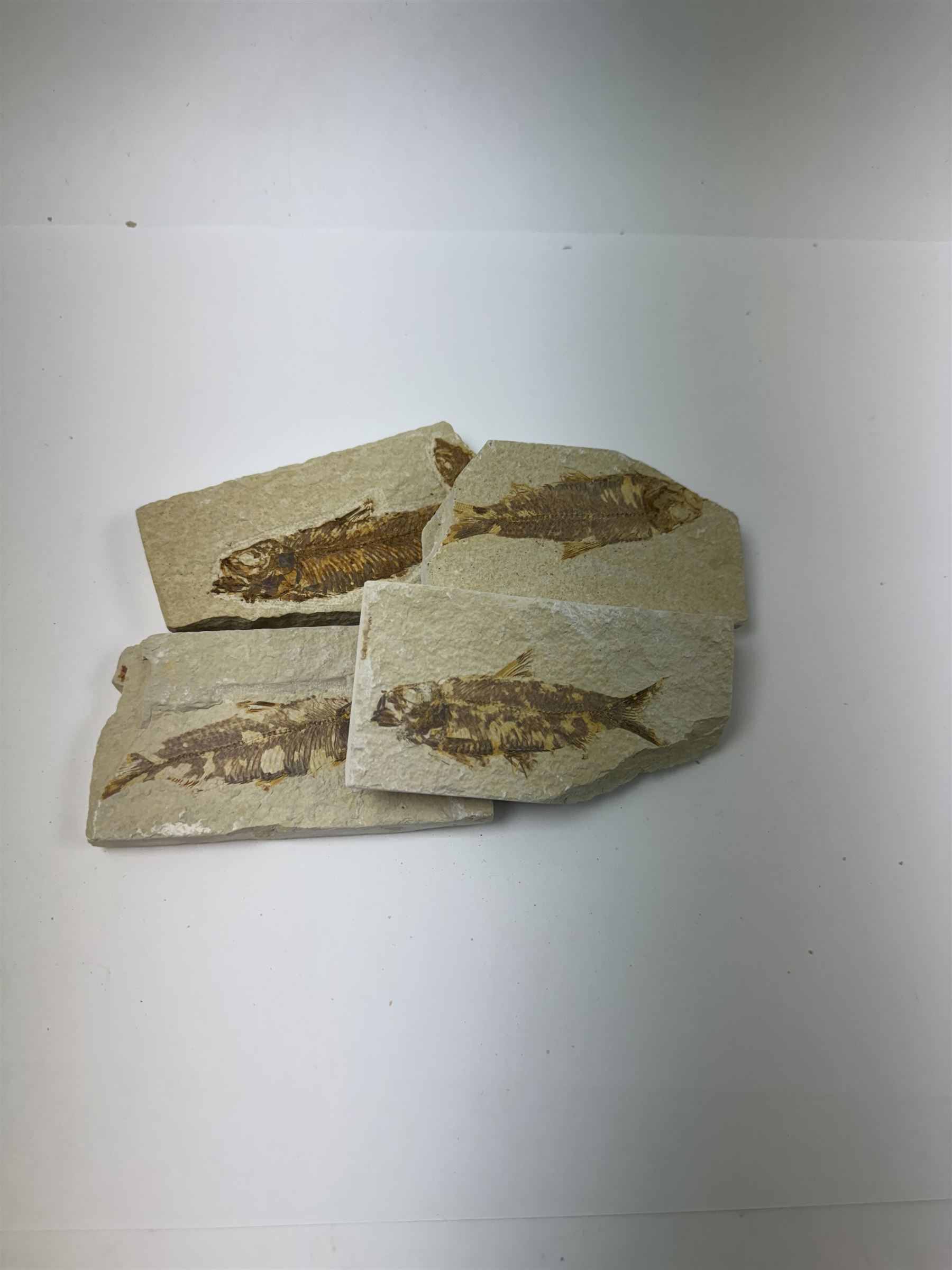 Four fossilised fish (Knightia alta) each in an individual matrix; Eocene period, location; Green River Formation, Wyoming, USA, largest H5cm, W10cm