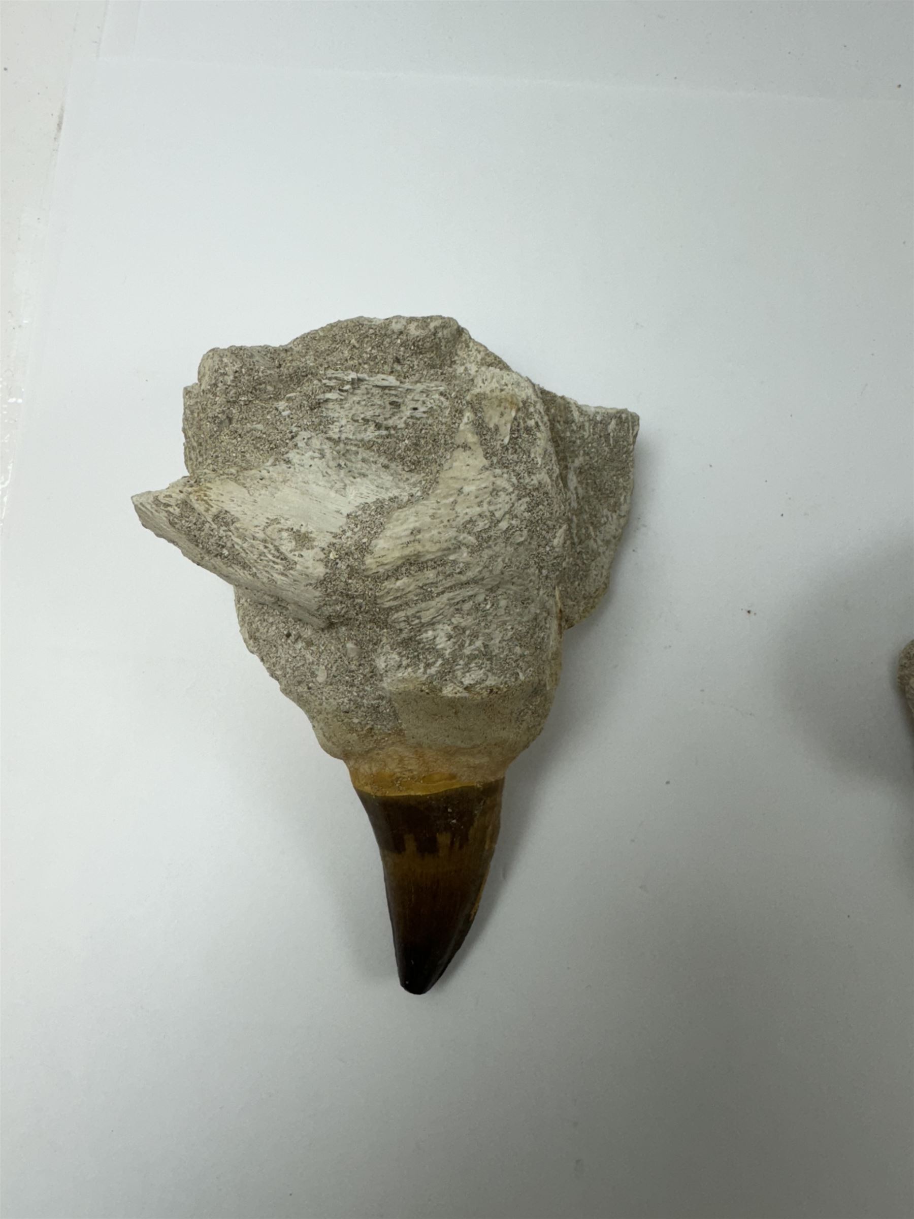 Two Mosasaur prognathodon teeth, each in an individual matrix, largest H14cm 