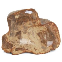 Polished petrified wood dish, some growth rings still visible, texture to edge, H5cm L24cm