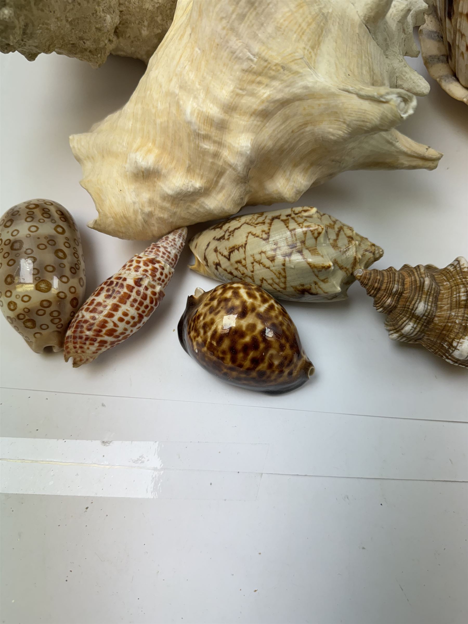 Conchology: collection of shells including Triton, Conch, abalone etc