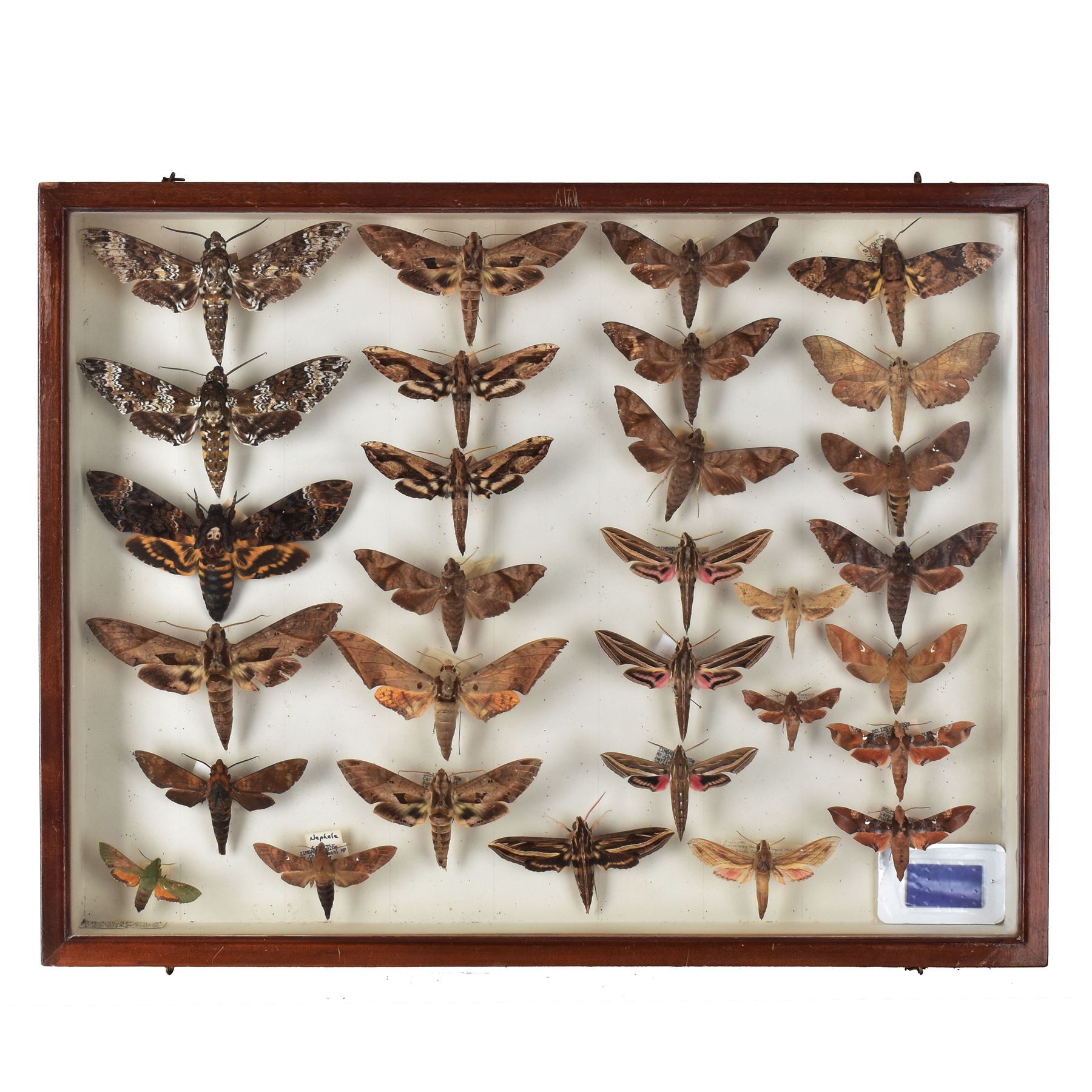 Entomology: Single glazed display of Hawk (Sphingidae) moths, circa 20th century, single glazed display containing thirty various specimens, maily with attached data labels, all pinned upon foam backing and named labels, enclosed within a glazed entomology drawer,  H35cm, L45cm