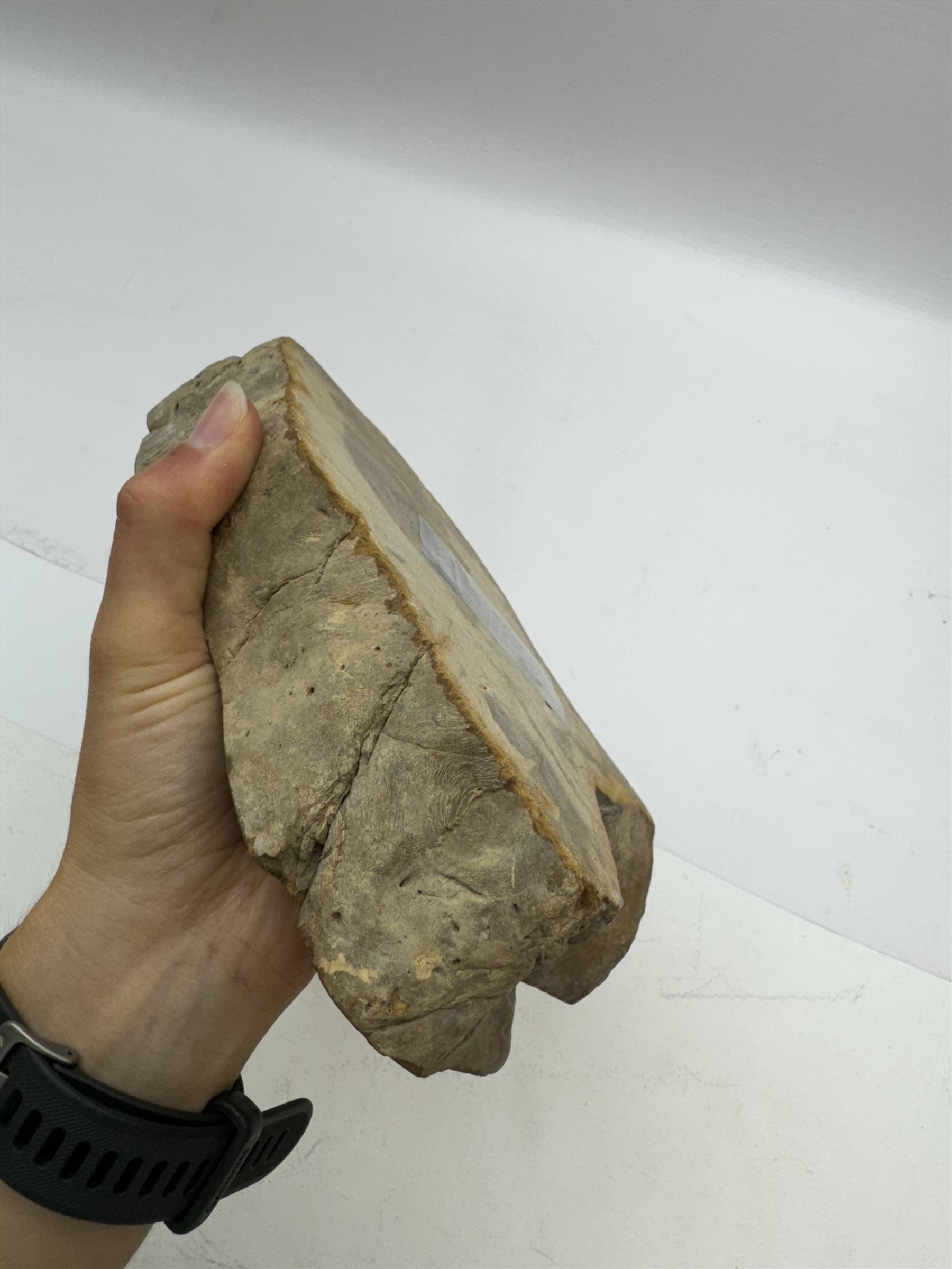 Polished petrified wood dish, some growth rings still visible, texture to edge, H5cm L24cm