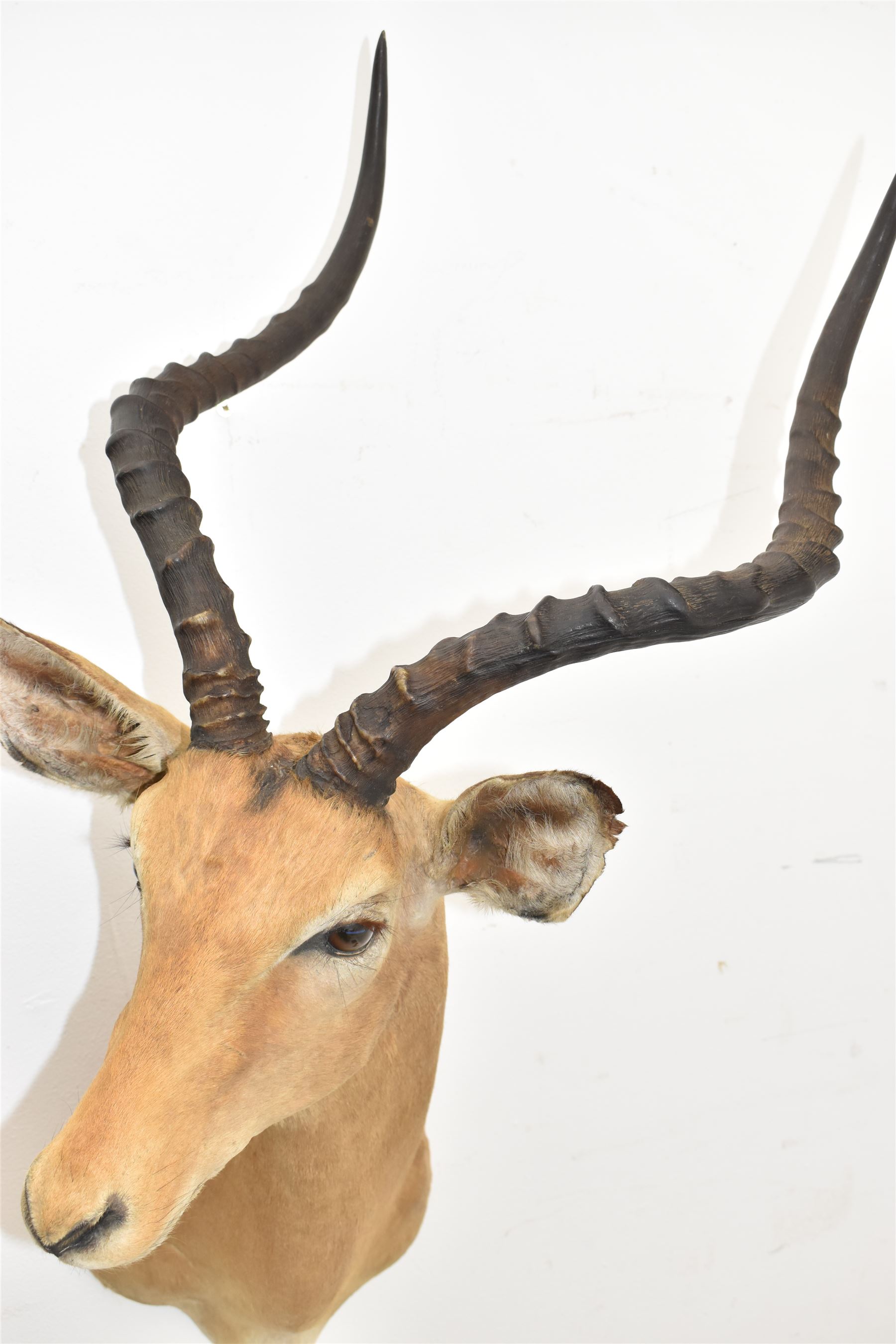 Taxidermy: Common impala (Aepyceros melampus) male, high quality shoulder mount looking to the right, H90cm