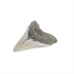 Megalodon (Otodus Megalodon) tooth fossil, with fine serrations, H10.5cm