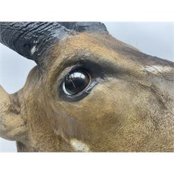 Taxidermy: Cape Bushbuck (Tragelaphus sylvaticus), an adult shoulder mount looking straight ahead, H80cm