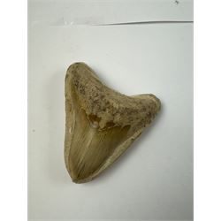 Large Megalodon (Otodus Megalodon) tooth fossil, with fine serrations in a matrix, age; Miocene period location; Java, Indonisia, H10cm, W11cm 
Notes; Believed to have grown as large as 18 metres, the Megalodon was the largest shark and one of the most dominant marine predators ever to have existed. It roamed the ancient seas for around 20 million years until their extinction around 3.6 million years ago. Megalodon teeth vary in colour and ton. influenced and coloured over the millennia by the conditions in which they are preserved