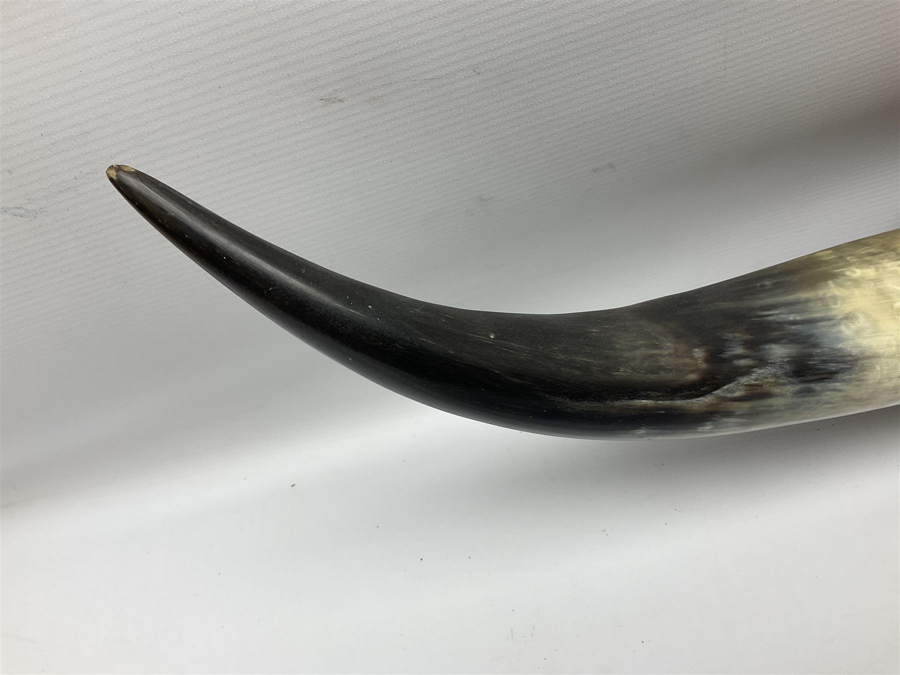 Pair of wall mounted cattle horns, L95cm