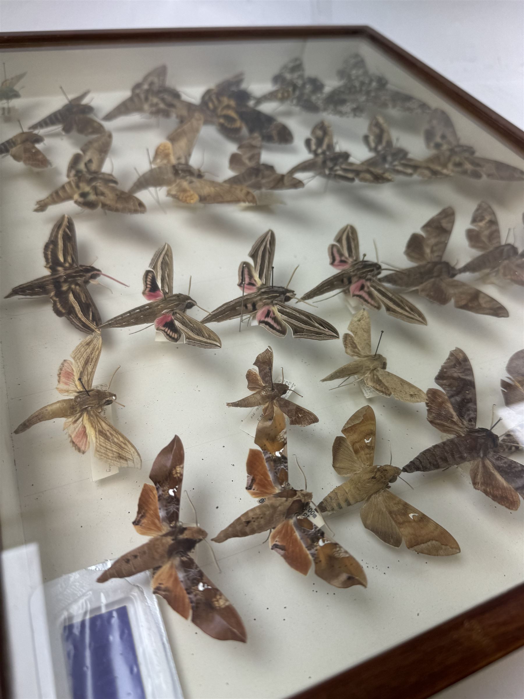 Entomology: Single glazed display of Hawk (Sphingidae) moths, circa 20th century, single glazed display containing thirty various specimens, maily with attached data labels, all pinned upon foam backing and named labels, enclosed within a glazed entomology drawer,  H35cm, L45cm