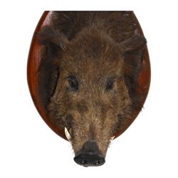 Taxidermy: European Wild Boar (Sus scrofa), adult male shoulder mount looking straight ahead mouth agape, mounted upon a wooden shield, the shield with brass plaque engraved Herbeumont (Tete ma Bourique) 19 Nov 1901, H66cm