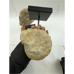 Pair of ammonite fossils, each individually mounted upon a rectangular wooden base, age; Cretaceous period, location; Morocco, H20cm