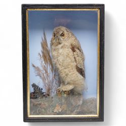 Taxidermy - Victorian cased Tawny Owl (Strix Aluco), full adult mount upon tree stump in naturalistic setting H46cm