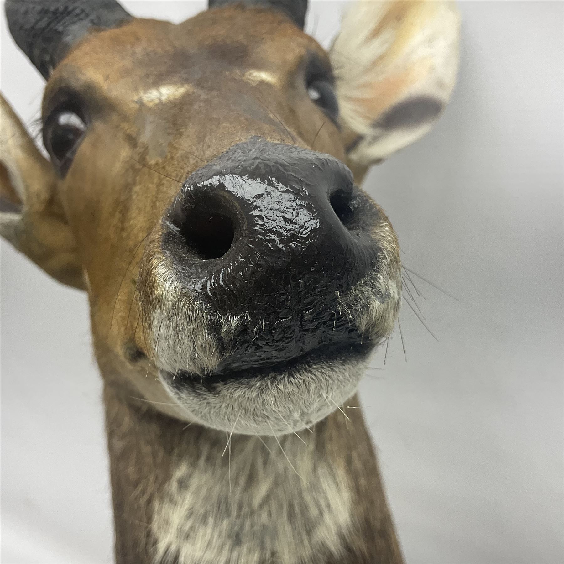 Taxidermy: Cape Bushbuck (Tragelaphus sylvaticus), an adult shoulder mount looking straight ahead, H80cm