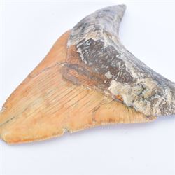 Large Megalodon (Otodus Megalodon) tooth fossil, with fine serrations, age; Miocene period location; Java, Indonisia, H11cm, W9.5cm 
Notes; Believed to have grown as large as 18 metres, the Megalodon was the largest shark and one of the most dominant marine predators ever to have existed. It roamed the ancient seas for around 20 million years until their extinction around 3.6 million years ago. Megalodon teeth vary in colour and ton. influenced and coloured over the millennia by the conditions in which they are preserved