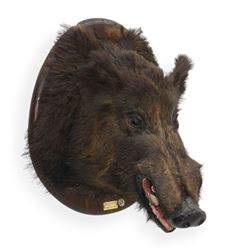 Taxidermy: European Wild Boar (Sus scrofa), adult male shoulder mount looking straight ahead mouth agape, mounted upon a wooden shield, the shield with brass plaque engraved Transinne 1921, H64cm