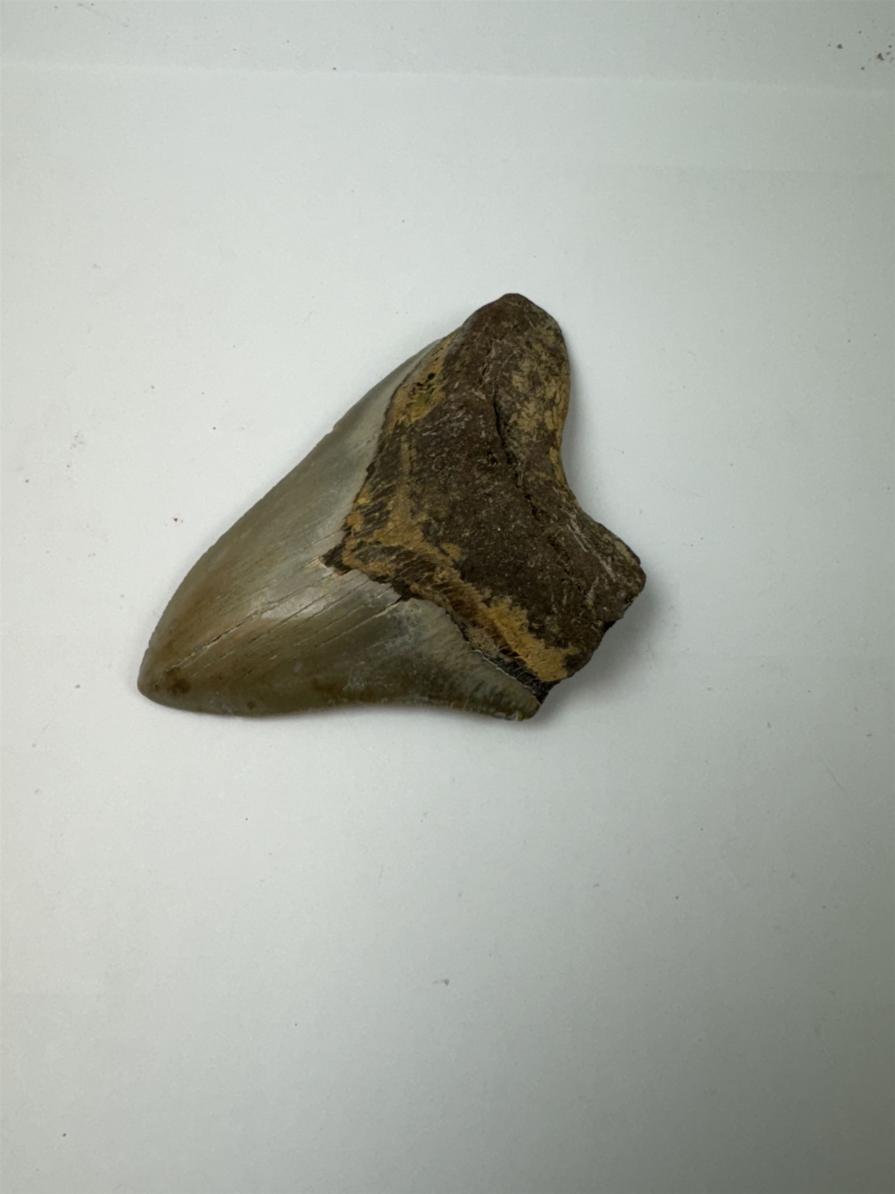 Large Megalodon (Otodus Megalodon) tooth fossil, with fine serrations age; Miocene period location; Java, Indonisia, H11.5cm, W9cm Notes; Believed to have grown as large as 18 metres, the Megalodon was the largest shark and one of the most dominant marine predators ever to have existed. It roamed the ancient seas for around 20 million years until their extinction around 3.6 million years ago. Megalodon teeth vary in colour and ton. influenced and coloured over the millennia by the conditions in which they are preserved