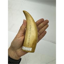 19th century scrimshaw whale tooth, inscribed Rachel,B, Home from Whaling and depicting port, L13cm