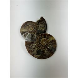 Pair of Cleoniceras ammonite fossil slices, with polished finish, age: Cretaceous period, location: Madagascar, D12cm