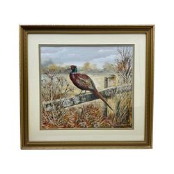 Paul Alexander NIcholas (British 1943-): Pheasant on a Fence, gouache signed 33cm x 37cm