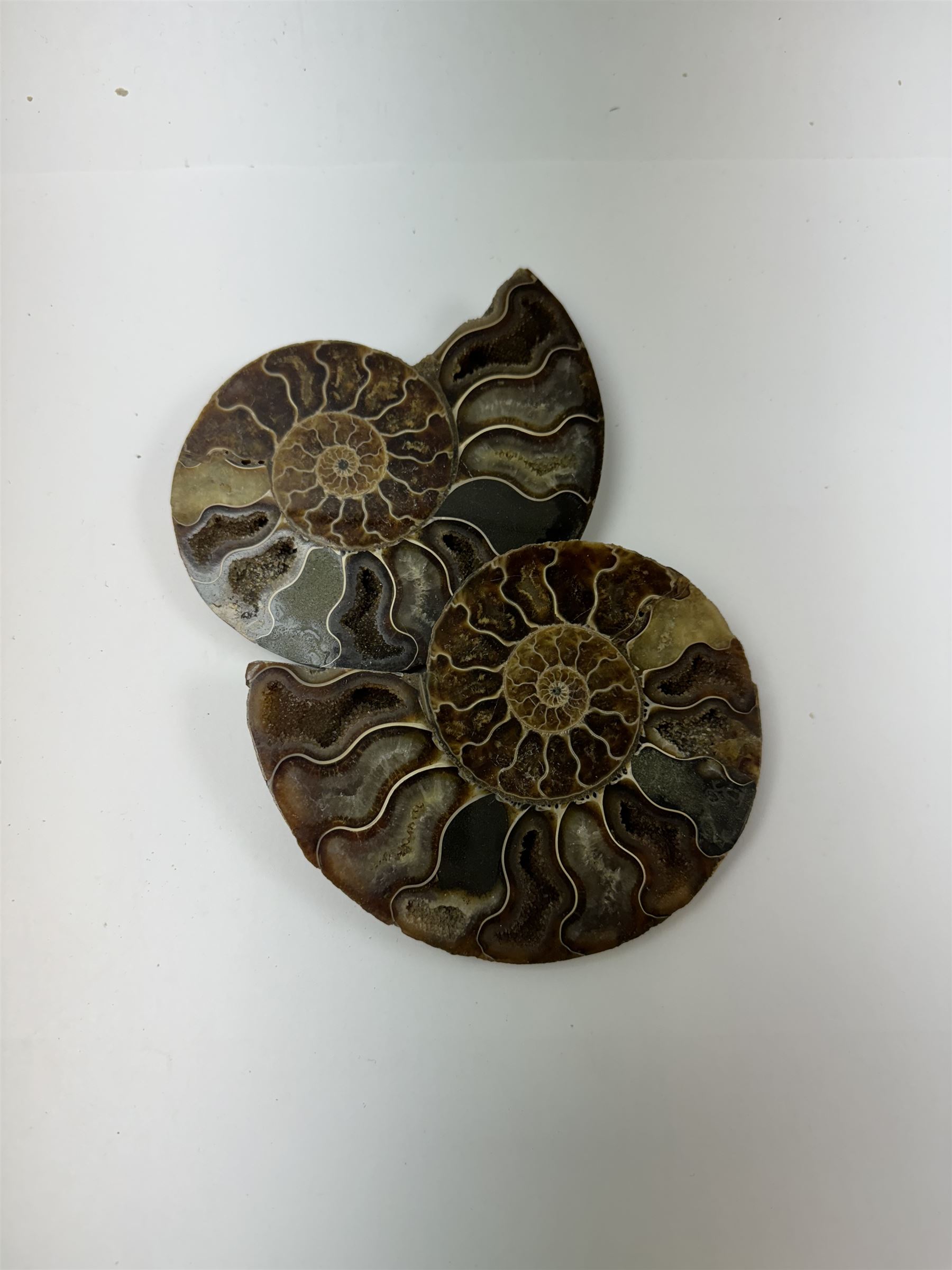 Pair of Cleoniceras ammonite fossil slices, with polished finish, age: Cretaceous period, location: Madagascar, D12cm