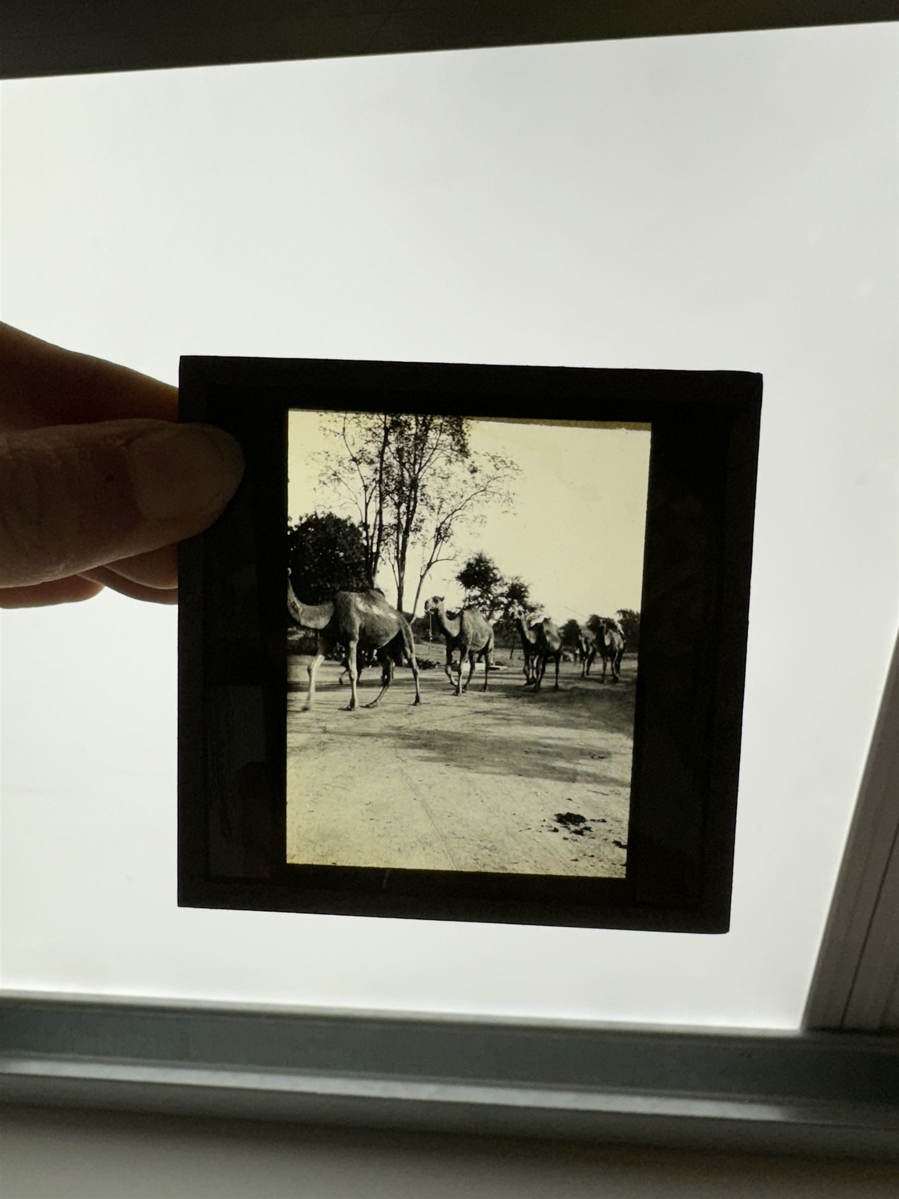 Collection of magic lantern slides, predominantly depicting views of India, with scenes including including the Taj Mahal, tombs, monuments, street scenes, people and animals, in compartmentalised wooden case 