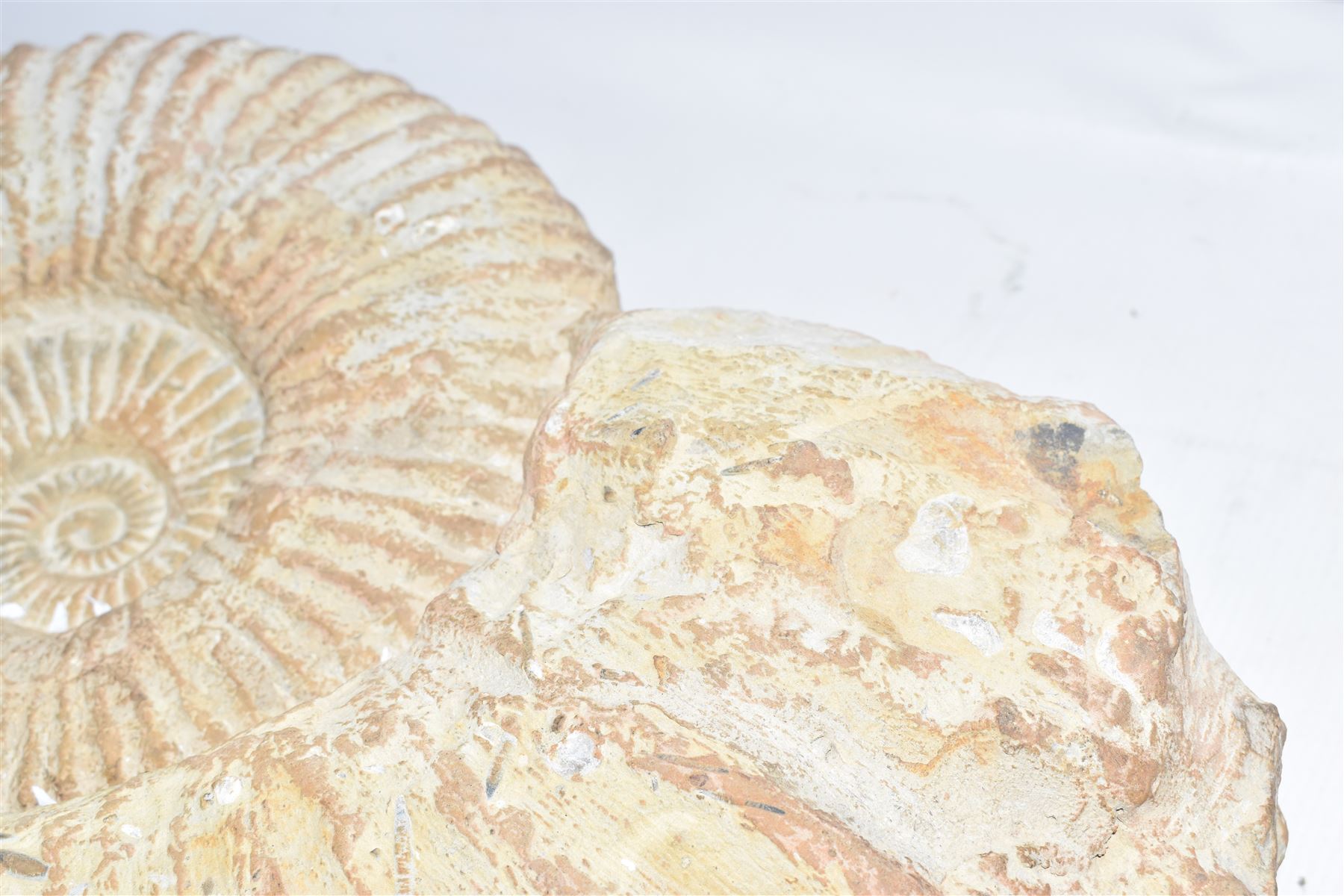 Large ammonite fossil, age; Cretaceous period, location; Morocco, W42cm