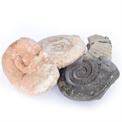 Ammonites and parts of ammonites, including an example from Whitby 