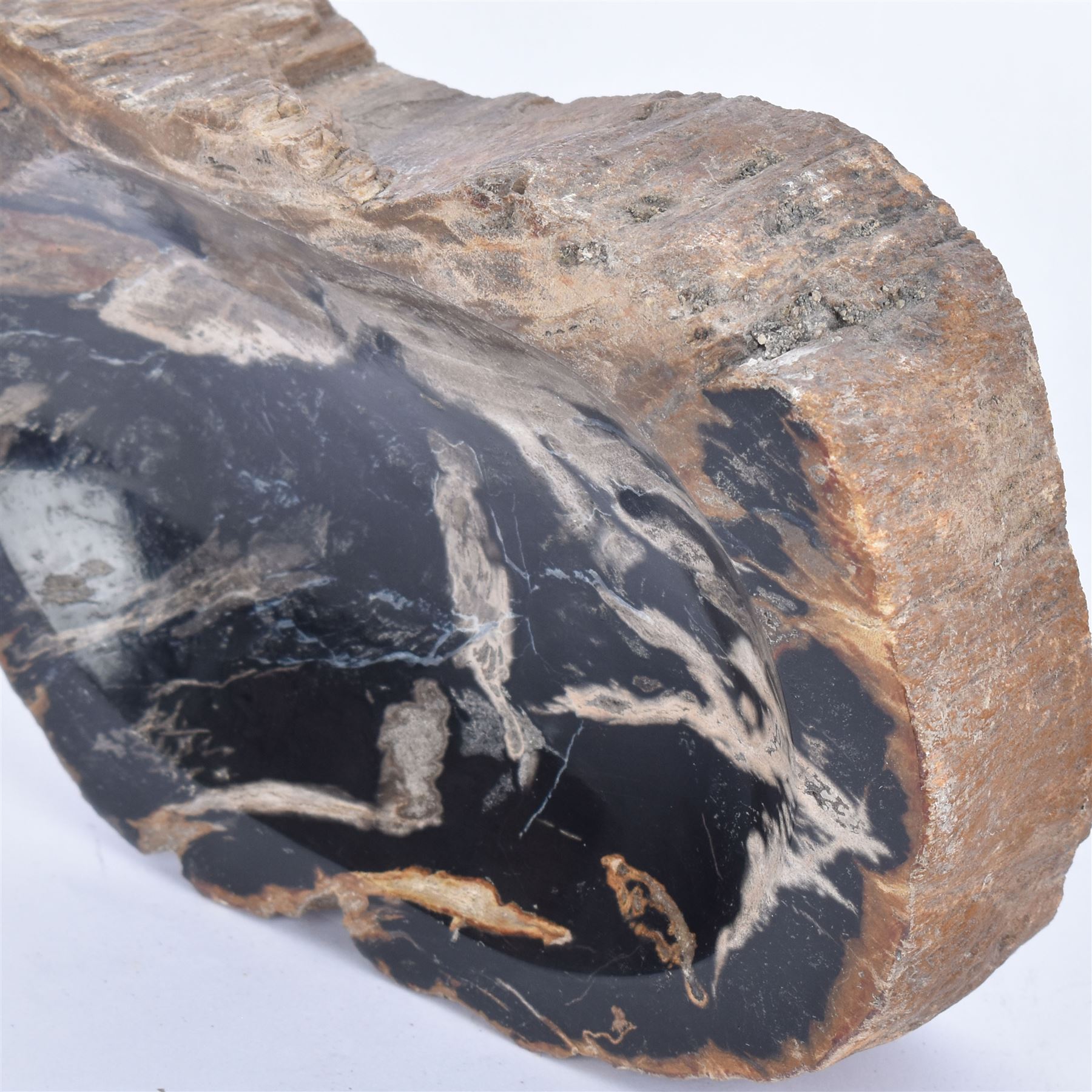 Polished petrified wood dish, some growth rings still visible and a blackened centre, texture to edge, H5cm