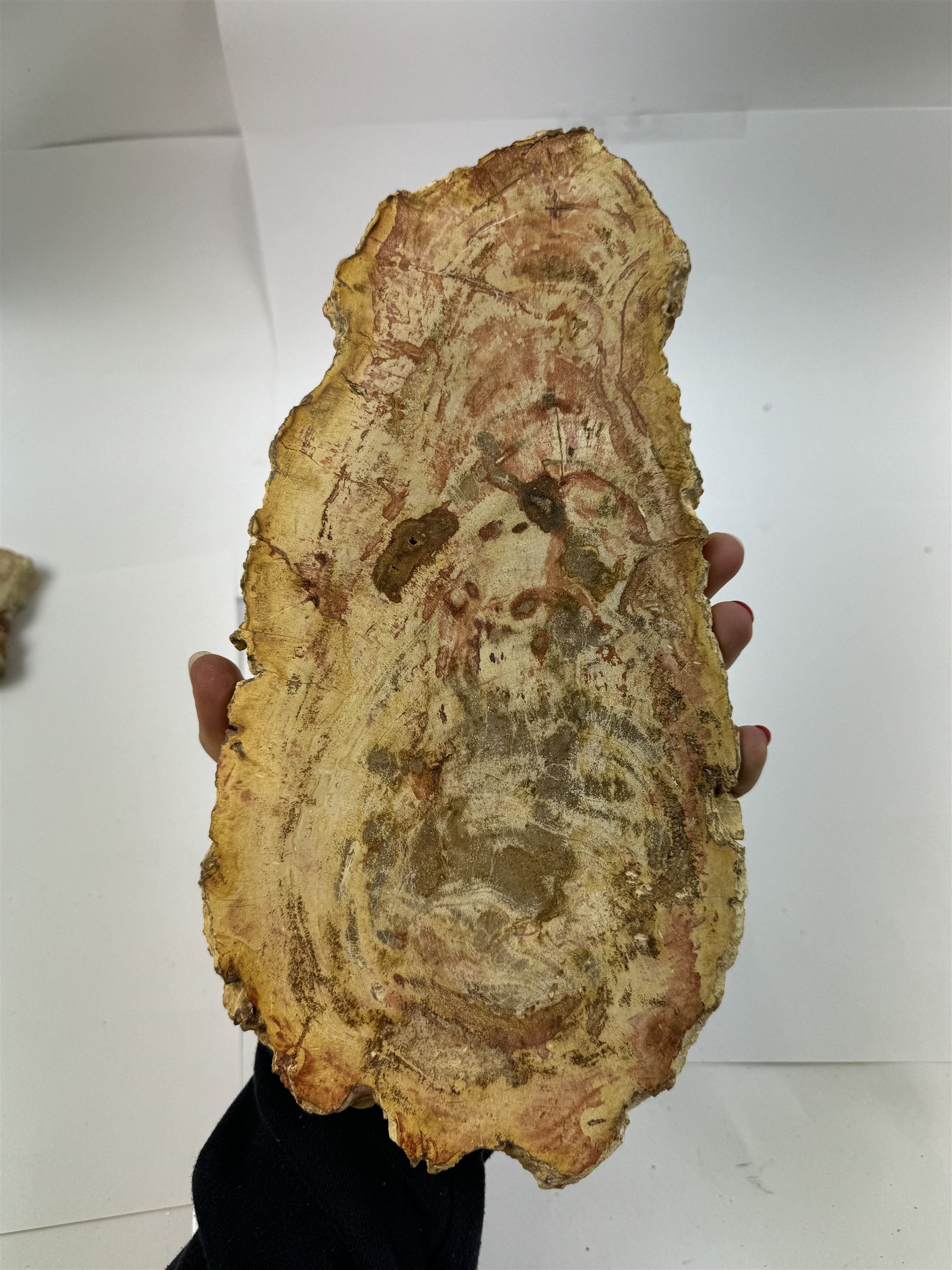 Pair of polished petrified wood specimen, sliced in cross-section and polished to both side to reveal an array of colours, texture to edges, H15cm, L30cm