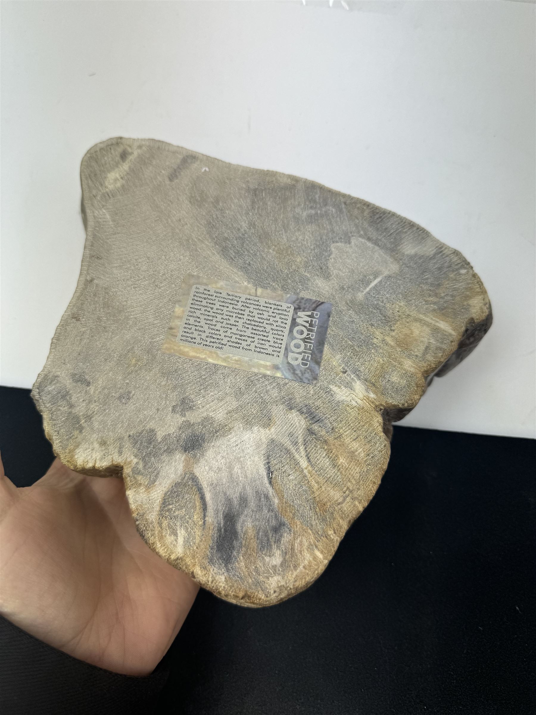 Polished petrified wood dish, some growth rings still visible, texture to edge, H5cm