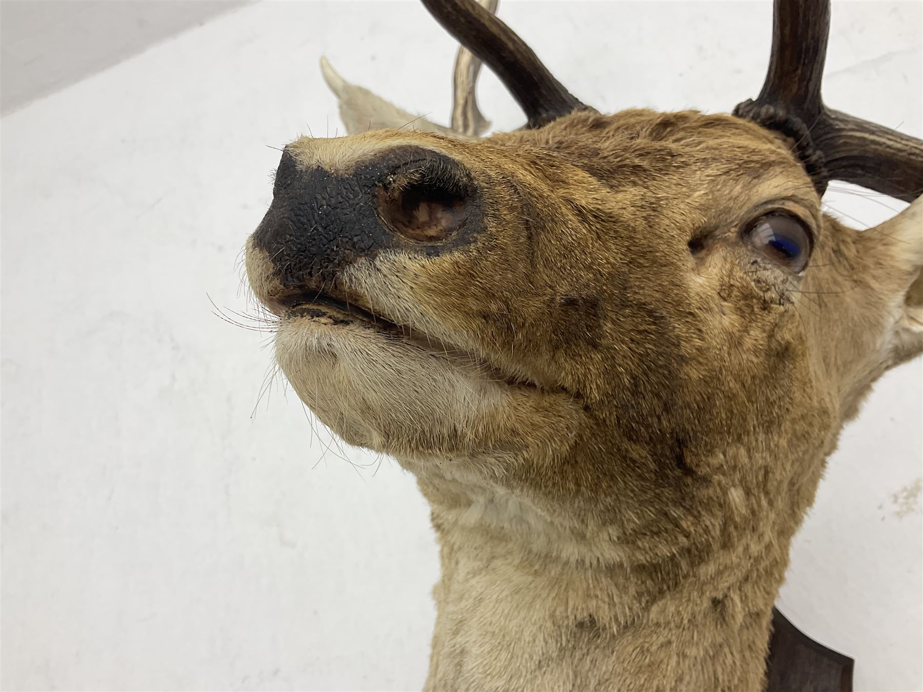 Taxidermy: European Fallow Deer (Dama dama), adult buck shoulder mount looking straight ahead, mounted upon a wooden shield, H110cm D55cm